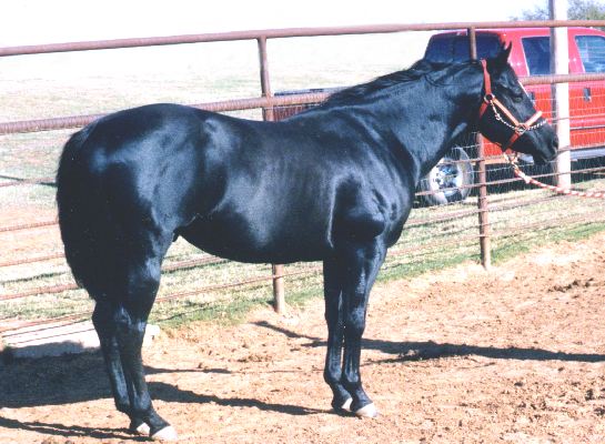 All Night High Barrel Horse Sire