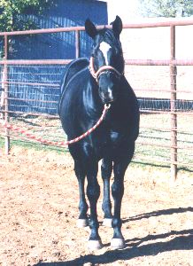 All Night High - Barrel Horse Sire