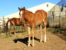 Sixey In Red, 2005 Red Roan filly