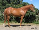 Sixey In Red, 2005 Red Roan filly