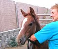 Sixey In Red, 2005 Red Roan filly
