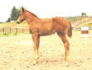 Trixies 2006 filly