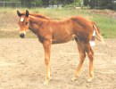 Trixies 2006 filly