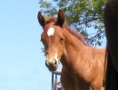 Trixies 2006 filly