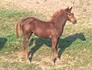 2006 On The Money Red / Biankus  filly