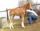 Emmas 2006 filly