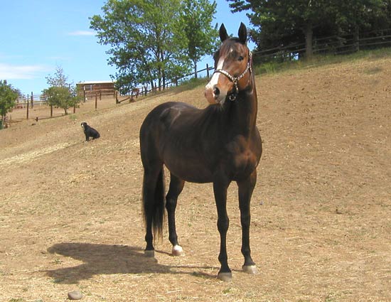 Daisy Duck Bug, broodmare, photo taken May, 2008