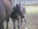 Daisys 2006 foal