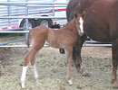 Emmas 2008 colt