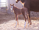 Bugs Alive Colt