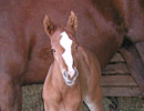 Emmas 2008 colt