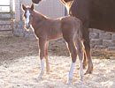 Emmas 2008 colt