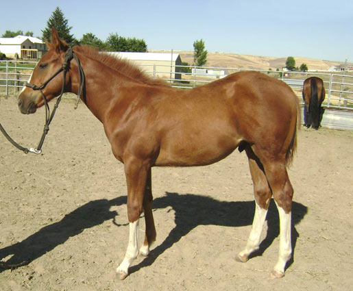 Emma's 2008 Verily Sixes colt