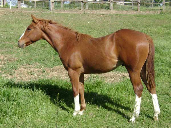 Sixes Streakin Echo - 1 year