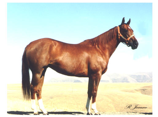 Honor Ell Comet, Barrel Racing and Pole Bending Horse