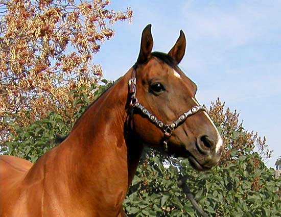 Miss Emma Pyron, Barrel Horse Broodmare, photo taken August, 2006, age:  21
