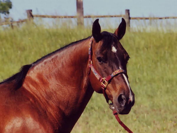 Miss Emma Pyron, Barrel Horse Broodmare