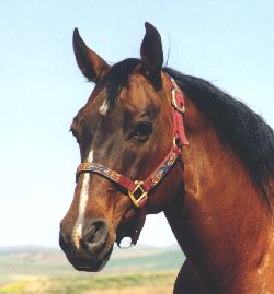 Miss Emma Pyron, Barrel Horse Broodmare