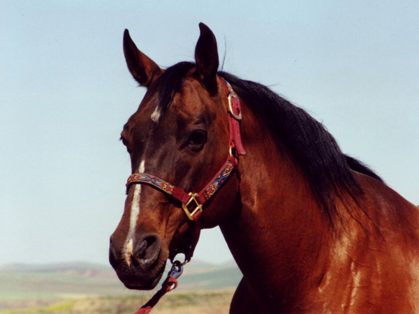 Miss Emma Pyron, Barrel Horse Broodmare