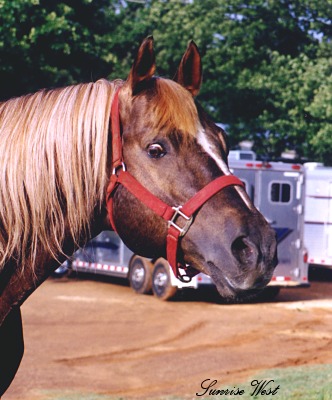 Fire Water Flit Barrel Horse Sire