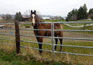 Firebug as a yearling