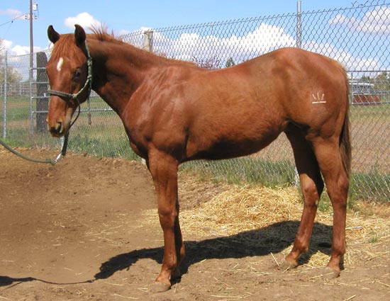 Trixies 2007 Fire Water Magic colt