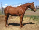 Trixies 2007 colt