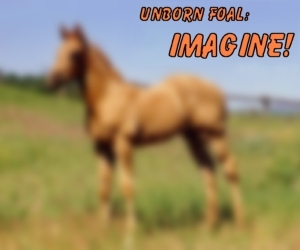 Trixie's 2009 Fire Water Magic foal