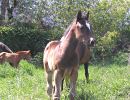 Daisys 2006 foal