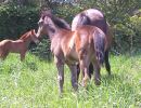 Daisys 2006 foal