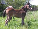 Daisys 2006 foal