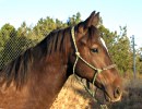 Daisys 2006 foal