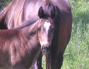 Daisys 2006 foal