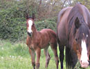 Daisys 2008 filly 2 wk