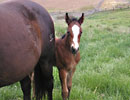 Daisys 2008 filly 2 wk