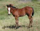 Daisys 2008 filly 1 mo