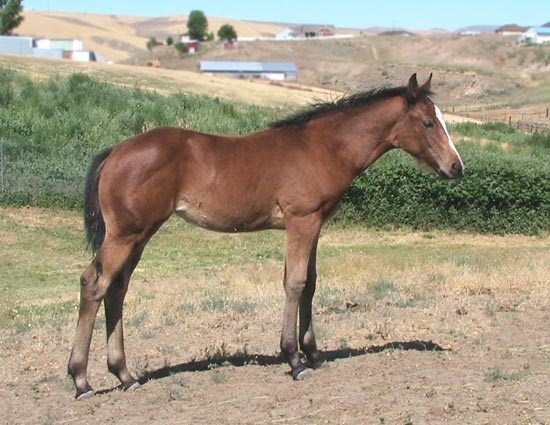 Daisy's 2008 Fire Water Magic Filly
