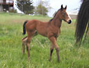Daisys 2008 filly 2 wk