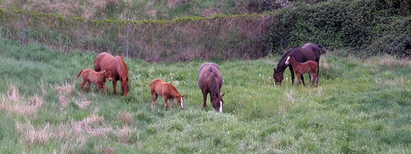 Sunrise West mares and foals at pasture