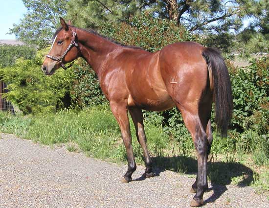 Bugged By Magic, 2007 Fire Water Magic gelding, June, 2008