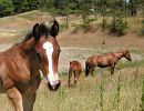 Daisy's 2007 Fire Water Magic Colt