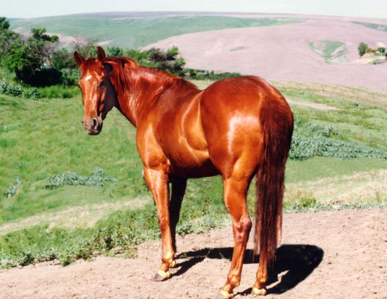 Money Red Bar, Barrel Horse Dam