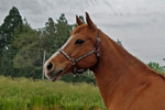 Sumbunnydunnickbar, barrel racing and pole bending mare