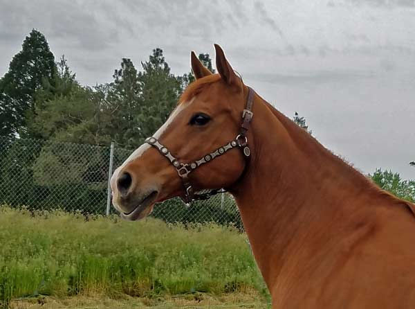 Sumbunnydunnickbar, Pole Bending Futurity Champion, broodmare