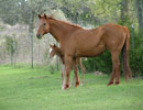 Perky as a foal, with her mom