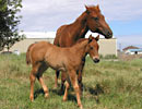 Trixies 2008 filly - 1 mo