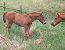 Trixies 2008 filly