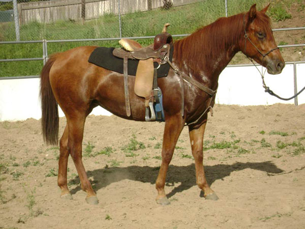 Rosie Red Magic - 2 years