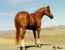 Verily Sixes Stallion 2 years old