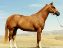 Verily Sixes Stallion 2 years old